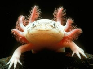 Mexican Axolotl Key To Regeneration In Humans