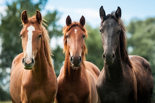 Dos And Don’ts To Consider When You Start A California Horse Business