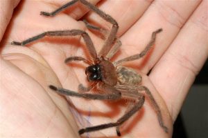 How To Get Rid Of Spiders At Home
