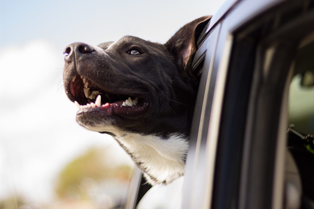 Essential Advice For Taking A Road Trip With Your Dog