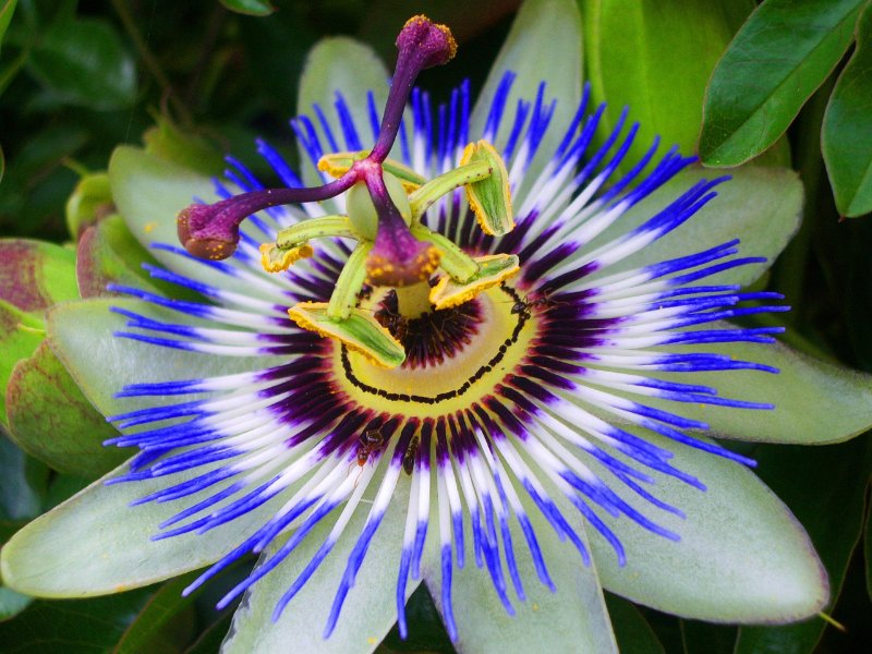 Health Benefits And Uses Of Passion Flower