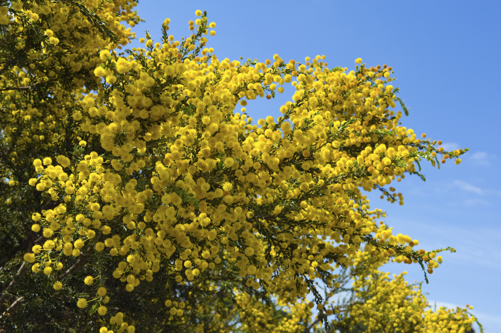 Major Health Benefits Of Acacia Tree