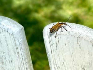 How to Get Rid Of House Bugs
